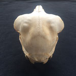 Abb. 7B, Schädel des normalen Tieres, dorsal, Frontalebene, Blick auf den Hirnschädel