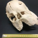 Abb. 8, Schädel des missgebildeten Tieres, dorsal 45° zwischen Frontal- und Sagittalebene, ohne Unterkiefer