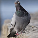Bild-Nr. P3069070