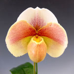 Paph.(Friendship x Lambert Day) x Stone Lovely'2012-537'