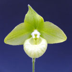 Paph.malipoense fma.album