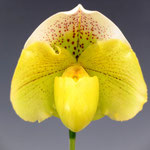 Paph.Snow Tiger x Icy Icy Wind'2012-529'