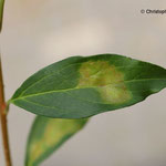 Forsythe - Blattfleckenkrankheit (Cladosporium forsythiae)