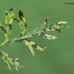 Möhre - pilzliche Blattflecken