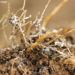 Kopfsalat - Salatwurzellaus