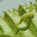 Hainbuche - Kleiner Frostspanner - Larve