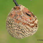 Quitte - Monilia Fruchtfäule