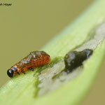  Lilioceris lilii larva