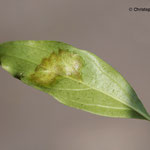 Forsythe - Blattfleckenkrankheit (Cladosporium forsythiae)