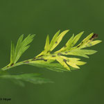 Möhre - pilzliche Blattflecken