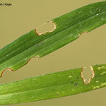 Lilioceris lilii 