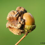 Eiche - Knoppergalle