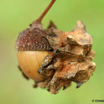 Eiche - Knoppergalle