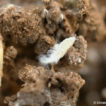 Kopfsalat - Salatwurzellaus