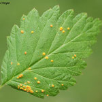 Himbeere - Rost