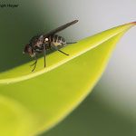 Ilexminierfliege