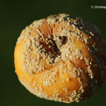 Apfel - Monilia Fruchtfäule