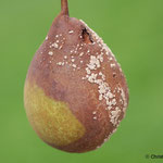 Birne - Monilia Fruchtfäule