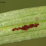  Lilioceris lilii eggs