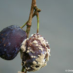 Zwetsche - Monilia Fruchtfäule