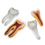 Human Anatomy Model (Teeth & Gums) 人体模型３Ｄパズル（歯と歯茎）