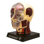 Human Anatomy Model (Brain & Skull) 人体模型３Ｄパズル（心臓）
