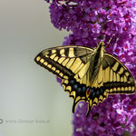 Schwalbenschwanz-(Papilio-machaon) am 14. Juli 2018