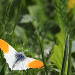 männlicher Aurorafalter/Anthocharis cardamines