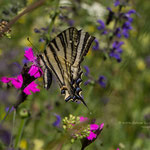 Segelfalter (Iphiclides podalirius) ist ein Schmetterling aus der Familie der Ritterfalter (Papilionidae) Habe das auch gerade erst erfahren. Diesen hab ich im "Seefart" am Thial auf 1.200 m am 16. Juni 2014 fotografiert 