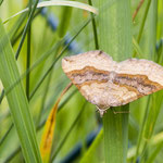 Braunbinden-Wellenstriemenspanner Scotopteryx chenopodiata. Juli 2015 - 860 m