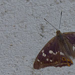 Große Schillerfalter (Apatura iris) ist ein Schmetterling (Tagfalter) aus der Familie der Edelfalter (Nymphalidae)