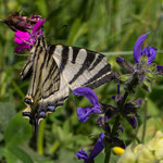 Segelfalter (Iphiclides podalirius) ist ein Schmetterling aus der Familie der Ritterfalter (Papilionidae) Habe das auch gerade erst erfahren. Diesen hab ich im "Seefart" am Thial auf 1.200 m am 16. Juni 2014 fotografiert 