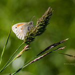 Kleines Wiesenvögelchen (Coenonympha pamphilus) auch Kleiner Heufalter 2