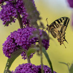 Schwalbenschwanz-(Papilio-machaon) am 12. Juli 2018