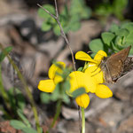 Kronwicken-Dickkopffalter (Erynnis tages) ein kleiner Schmetterling, ca 1,5 - 2 cm Spannweite. Leider fühlte er sich nicht sehr fotogen. Am 5. Mai 2018 in Landeck Perfuchsberg ca. 842 m gesehen.