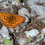 Silberfleck-Perlmutterfalter-oder-Veilchen-Perlmutterfalter (Boloria euphrosyne). Gesehen am 2. Mai 2018 neben der Arlbergbahn ca. 842 m 