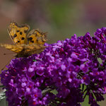 C-Falter (Polygonia c-album)