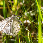 Hartheu-Spanner (Siona lineata) ist ein Schmetterling (Nachtfalter) aus der Familie der Spanner (Geometridae).