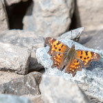 C-Falter (Polygonia c-album, Syn.: Nymphalis c-album) ist ein Schmetterling.  ebenfalls am 2. Mai 2018 in Landeck Perfuchsberg nähe dem Bahndamm auf ca. 840 m gesichtet.