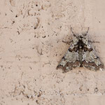 Pappel-Dickleibspanner (Biston strataria) ein Schmetterling (Nachtfalter)Familie der Spanner (Geometridae). Die Art wird auch als Pappelspanner bezeichnet. Am 20. April 2 18 in Zams an der Hauswand meiner Arbeitsstelle gesehen.