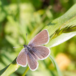 Violetter Waldbläuling- Polyommatus semiargus  am 28.05.2016 aufgenommen in der Pfundser Tschey ca. 1.650 m - Flügelspannweite ca. 2 cm.