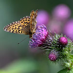 Braunfleckige Perlmutterfalter (Boloria selene)