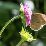 Schornsteinfeger_Brauner Waldvogel Aphantopus-huperantus