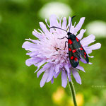 auch Blutströpfchen genannt, ist ein Schmetterling (Nachtfalter) aus der Familie Widderchen (Zygaenidae). Die Art wird auch als Sechsfleck-Rotwidderchen bezeichnet.