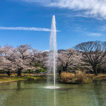 Fountain at Yoyogi Park in April.