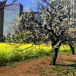 Plum Trees at Hamarikyu Japanese Gardens in February.