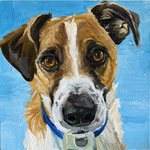 Bandit, 2025 Oil on canvas, 12 x 12 inches