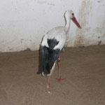 Verletzter Storch in der Voliere im Vogelpark Herborn.    Foto: Ulrike Mose