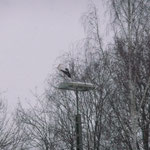 Im Schneegestöber auf der Ausweichlaterne, unterhalb des Schornsteinnestes.  Foto: Ulrike Mose 