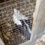 Verletzter Storch in der Voliere in Fritzlar.    Foto: Ulrike Mose